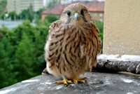 /album/a26-6-2013/posledni-holka-1-jpg1/